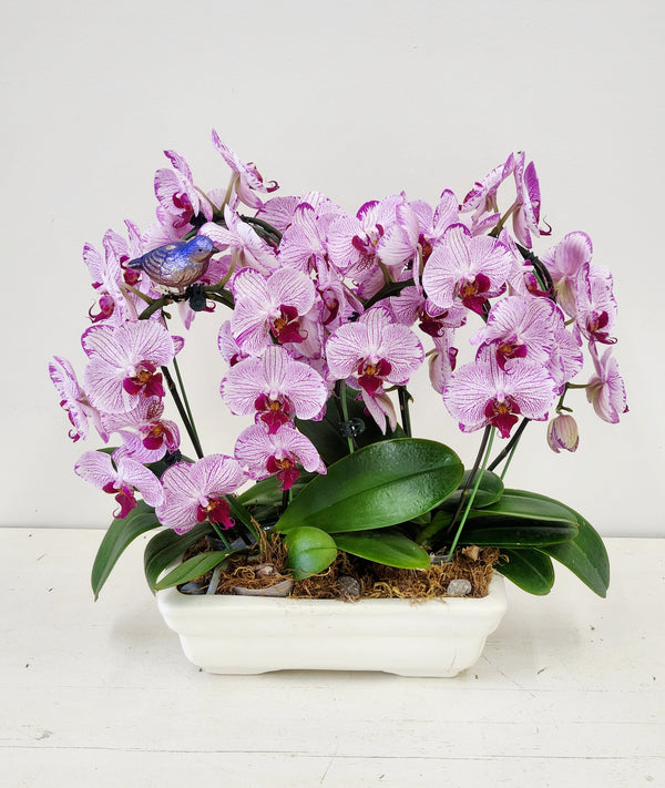 Purple Orchids