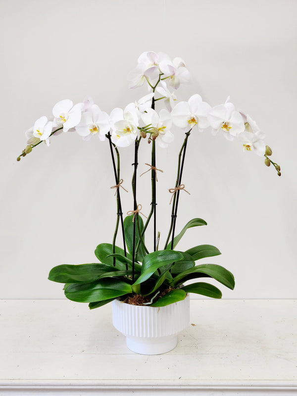 White Orchid Love