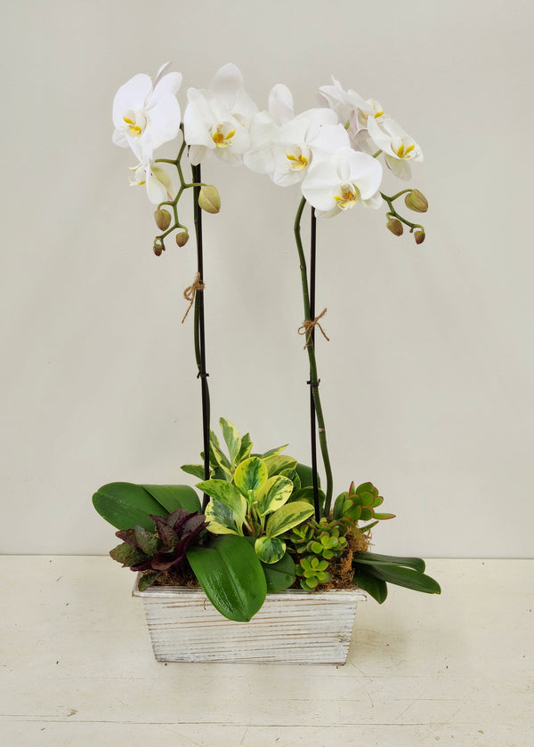 Double Orchids