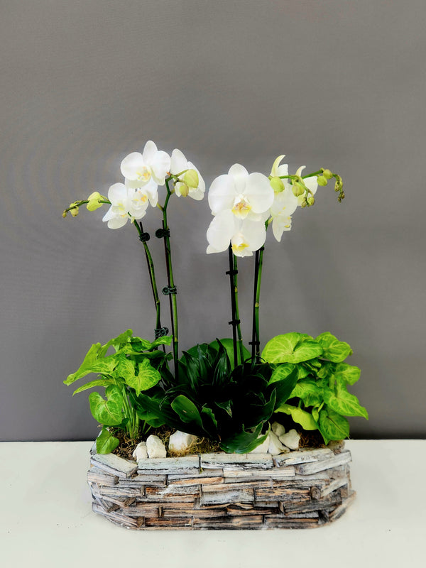 Dish Garden with Orchids