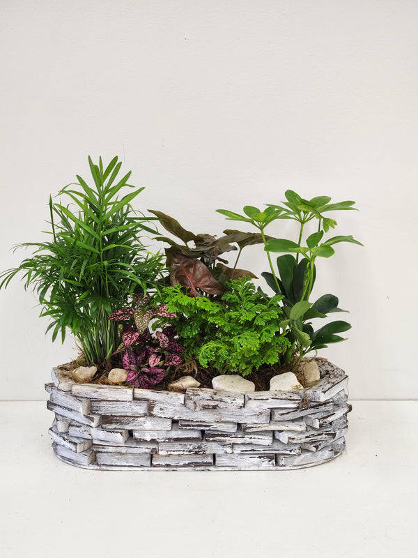 Zen Comfort Plants