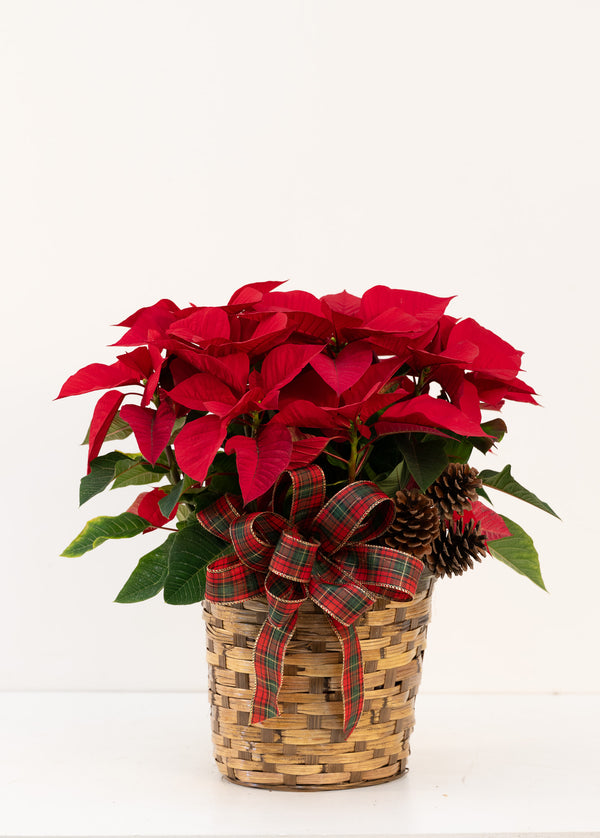Pointsettia
