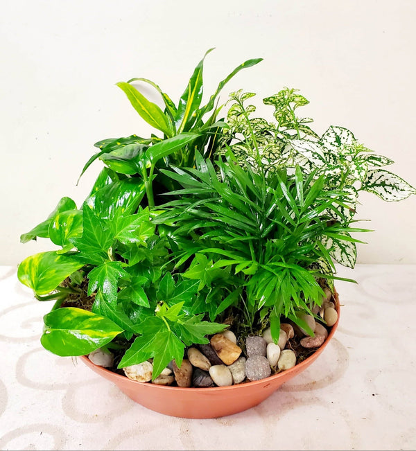 Oriental greens